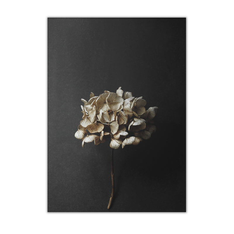 Paper Collective - Stillleben 04 (Hydrangea) |