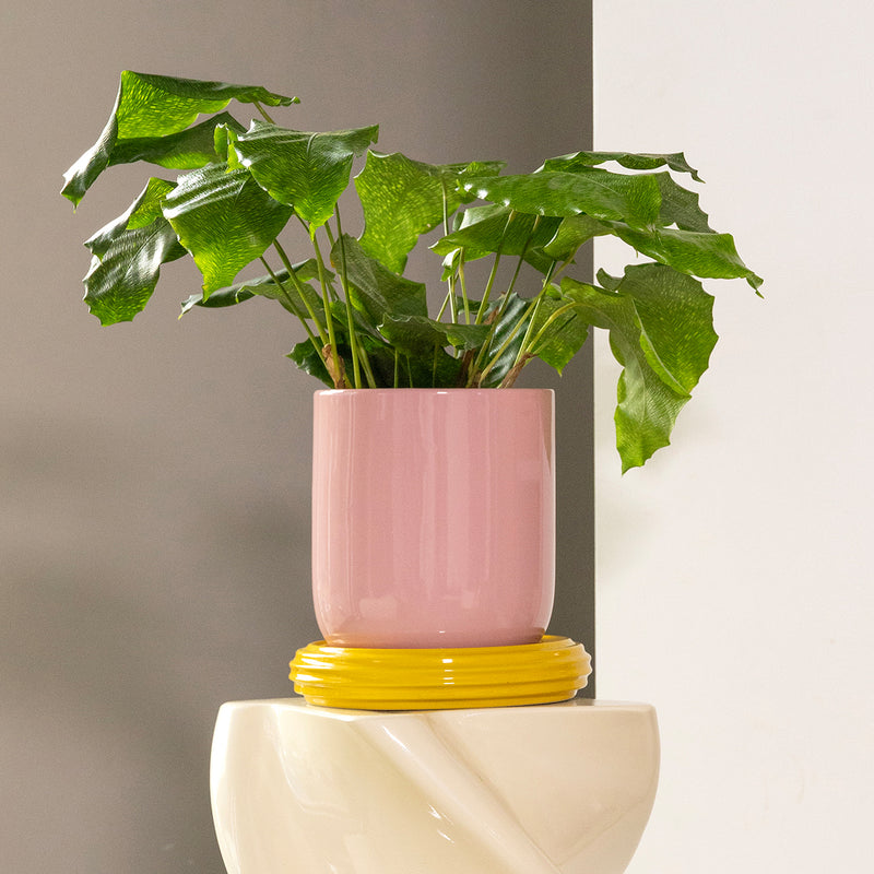 &klevering - Churros Blumentopf | blush/gelb