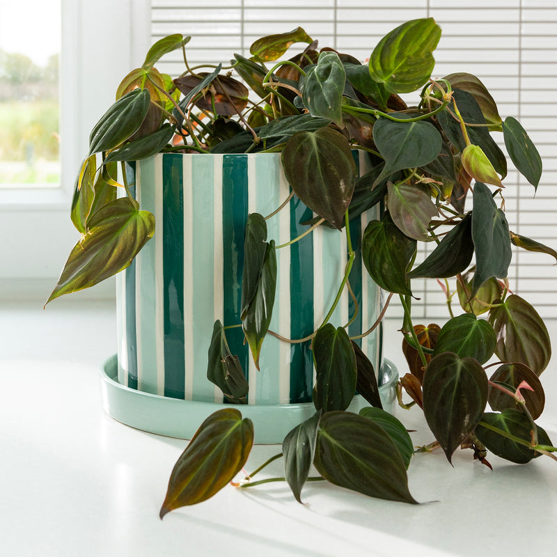 &klevering - Clash Blumentopf | green/white