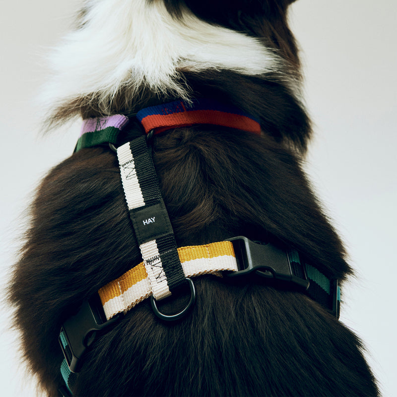 HAY - Dogs Hundegeschirr