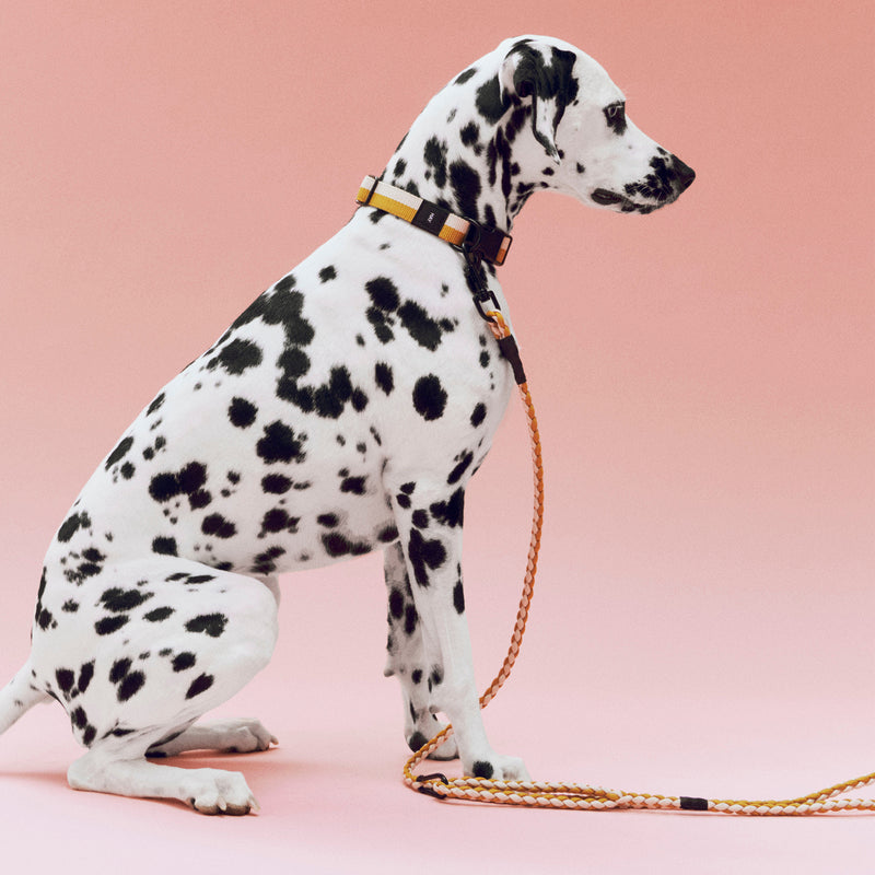 HAY - Dogs Hundehalsband