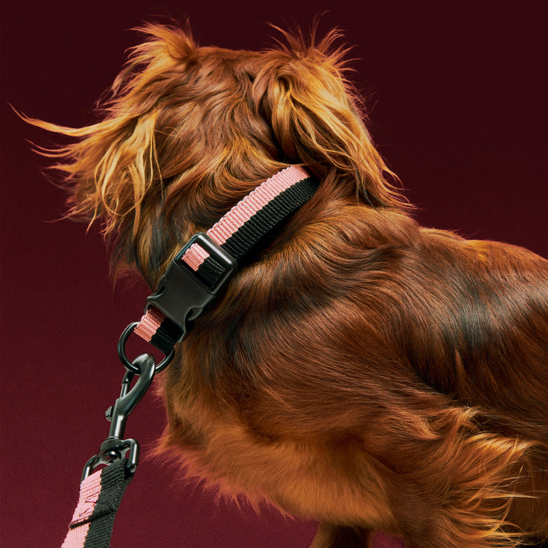 HAY - Dogs Hundehalsband | S/M / pink/black