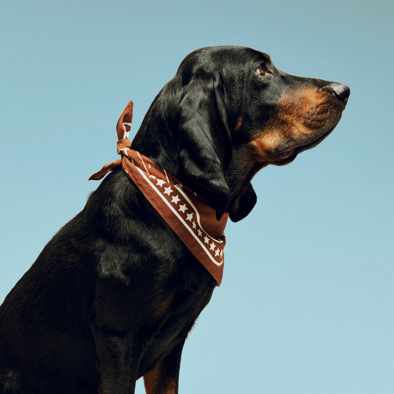 HAY - Dogs Hundetuch | brown