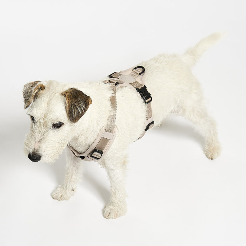 MiaCara - Modena Hundegeschirr