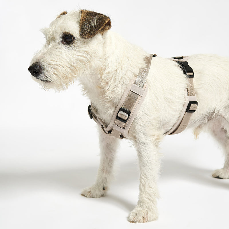 MiaCara - Modena Hundegeschirr