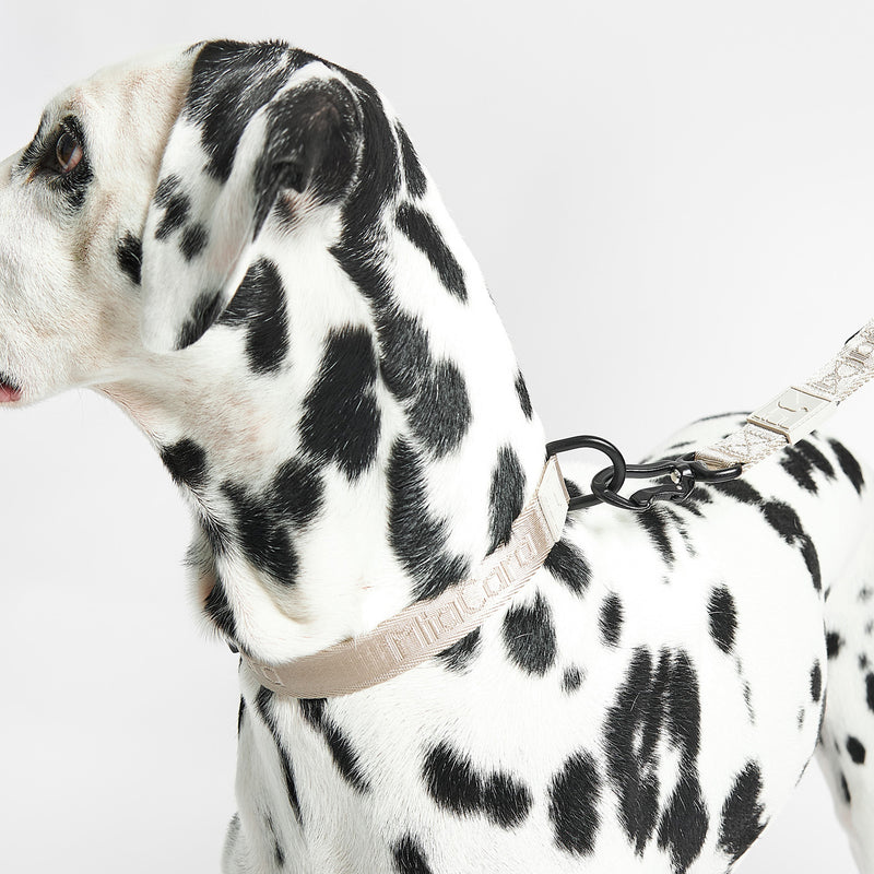 MiaCara - Modena Hundehalsband