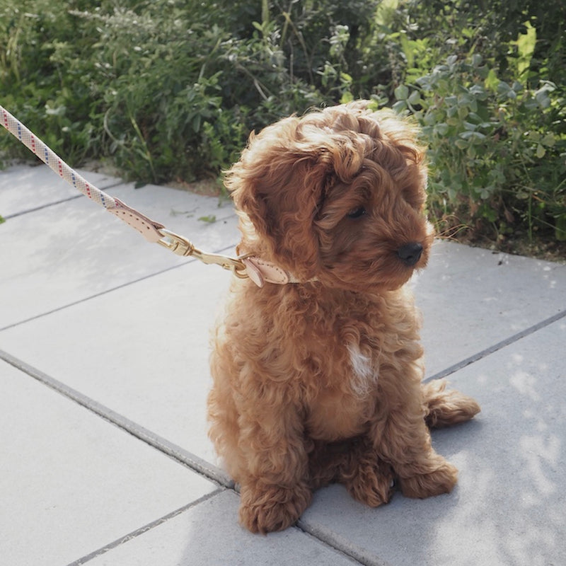 OYOY ZOO - Perry Hundehalsband