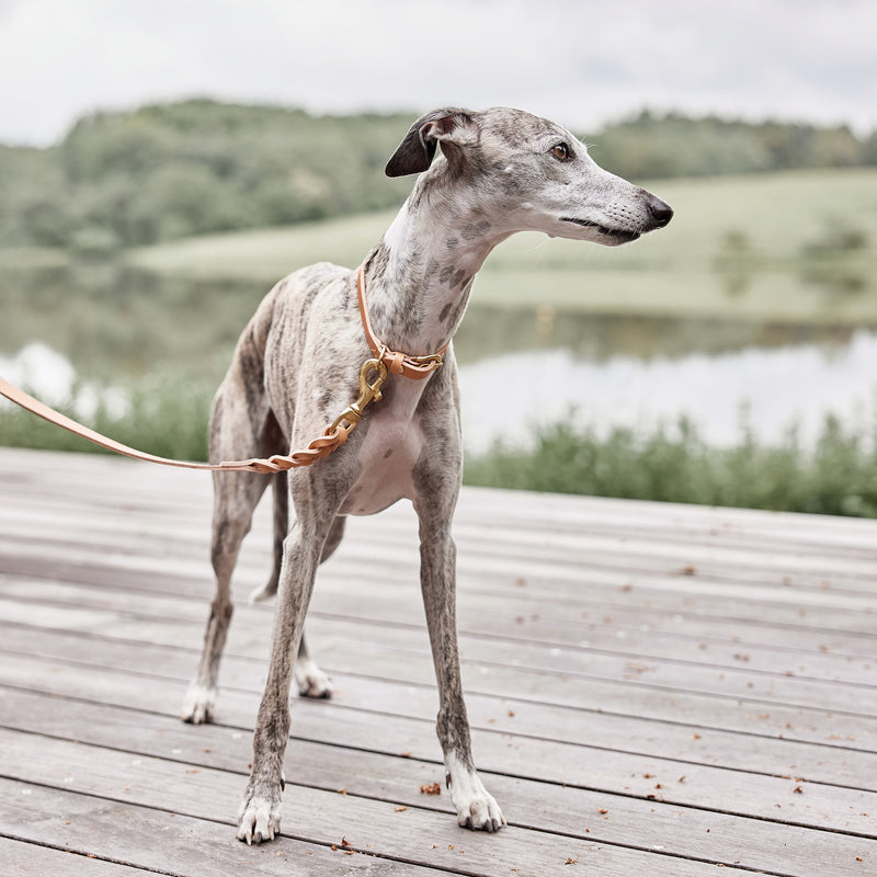 OYOY ZOO - Robin Hundehalsband