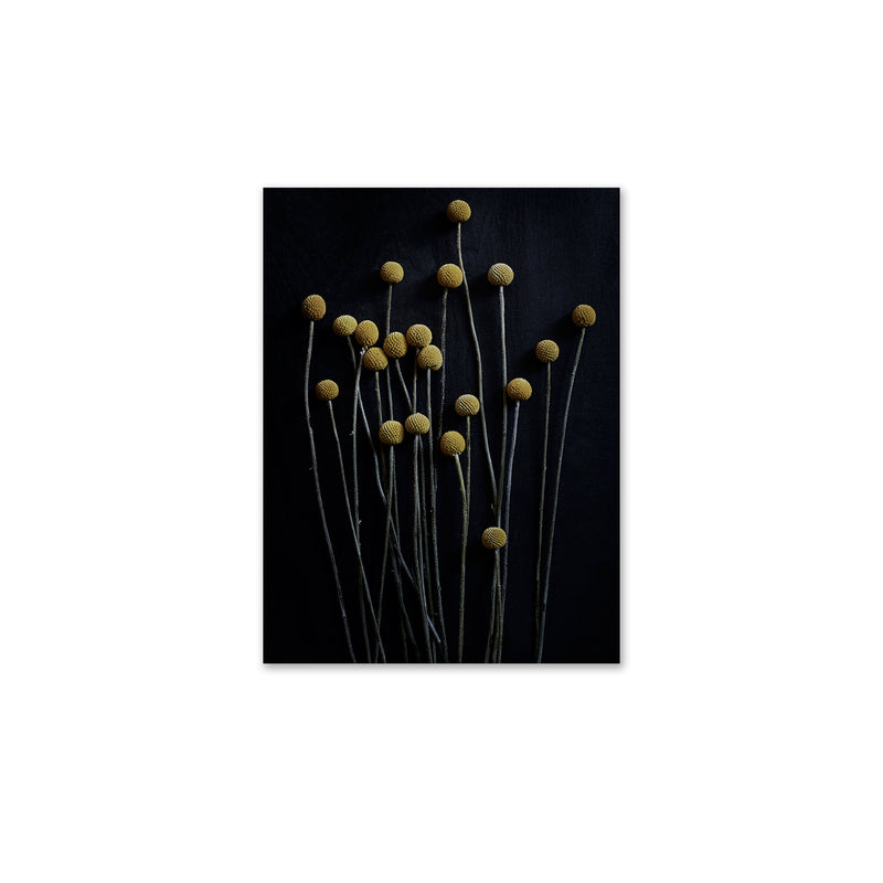 Paper Collective - Stillleben 01 (Yellow Drumstick)